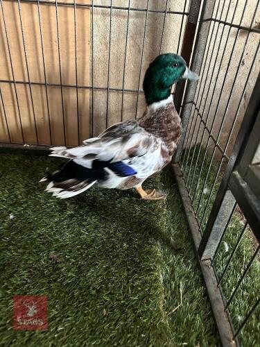 4MO ABACOT CALL DRAKE