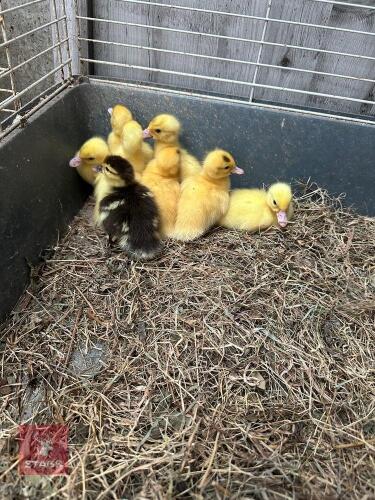 10 UNSEXED MUSCOVY DUCKLINGS BIDS FOR THE GROUP