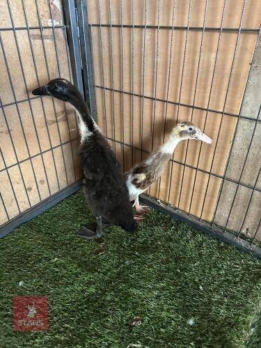 PAIR OF INDIAN RUNNER DUCKS BIDS PER LIFE