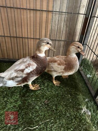 PAIR OF BUTTERSCOTCH CALL DUCKS BIDS PER LIFE