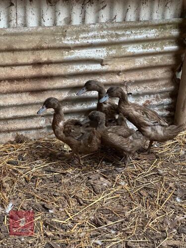 4 KHAKI CAMPBELL DRAKES BIDS FOR THE GROUP