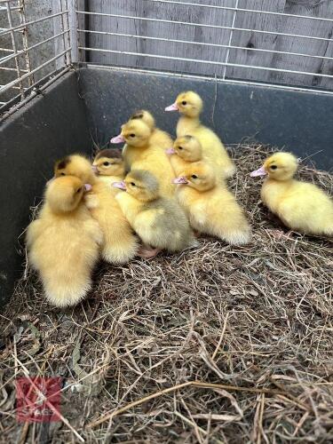 10 UNSEXED MUSCOVY DUCKLINGS BIDS FOR THE GROUP