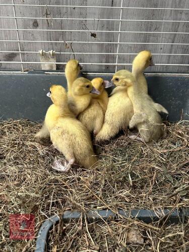 6 UNSEXED MUSCOVY DUCKLINGS BIDS FOR THE GROUP