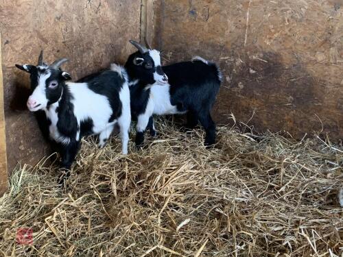 2 PYGMY WETHER GOATS BIDS PER LIFE