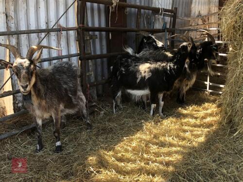 4 BLACK CASHMERE NANNY GOATS BIDS PER LIFE