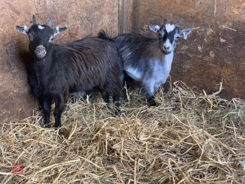 2 PYGMY WETHER GOATS BIDS PER LIFE