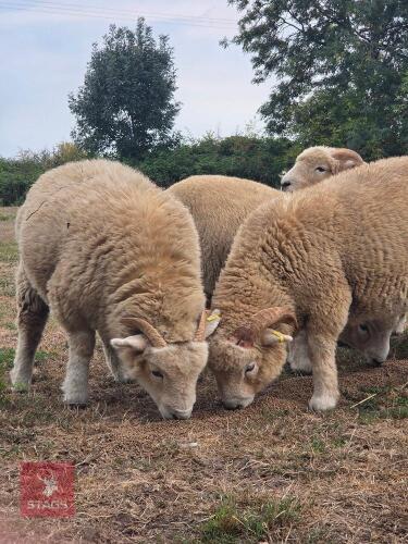 6 EXMOOR HORN EWES & WETHERS BIDS PER LIFE