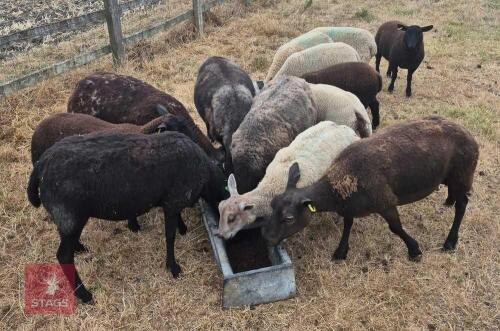 4 DUTCH SPOTTED X MULE EWES & 8 LAMBS BIDS FOR THE GROUP