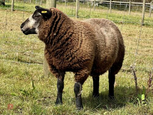 BADGERFACE TEXEL X BLUE TEXEL EWE LAMB