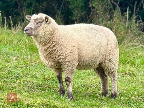 2 SOUTHDOWN X BADGERFACE TEXEL EWE LAMBS BIDS PER LIFE