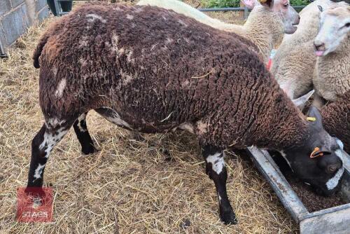 DUTCH SPOTTED 2T EWE