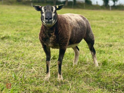 2 BADGERFACE TEXEL X BLUE TEXEL EWES BIDS PER LIFE