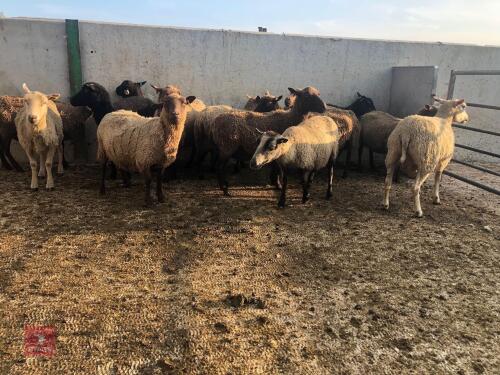 15 SHETLAND EWES BIDS PER LIFE