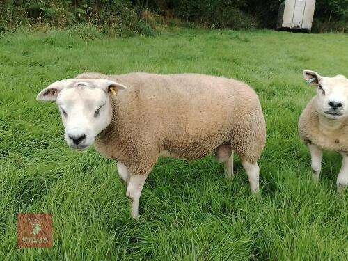 PEDIGREE TEXEL SHEARLING RAM