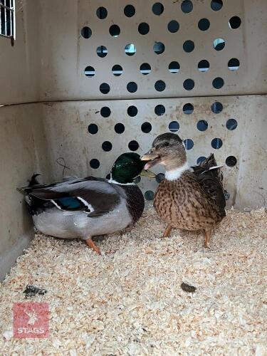 PAIR OF MALLARD PIED CALL DUCKS BIDS PER LIFE
