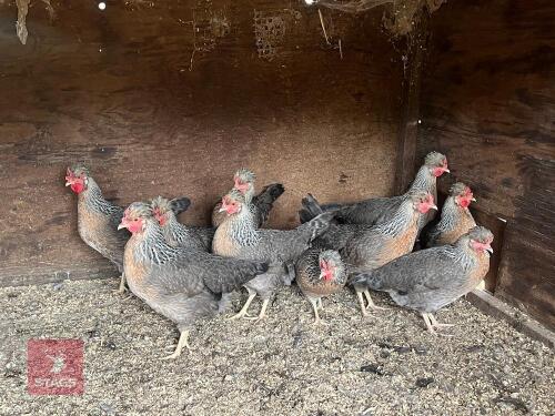TRIO CREAM CRESTED LEGBAR PULLETS BIDS PER LIFE