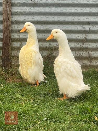 PAIR OF WHITE GERMAN PEKIN DUCKS BIDS PER LIFE
