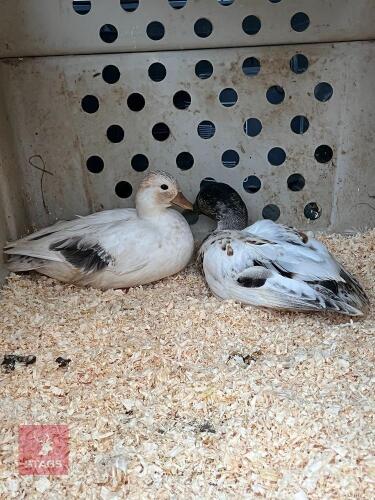 PAIR OF PUREBRED SILVER CALL DUCKS BIDS PER LIFE
