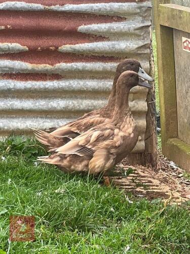 PAIR OF PUREBRED KHAKI CAMPBELL DUCKS BIDS PER LIFE