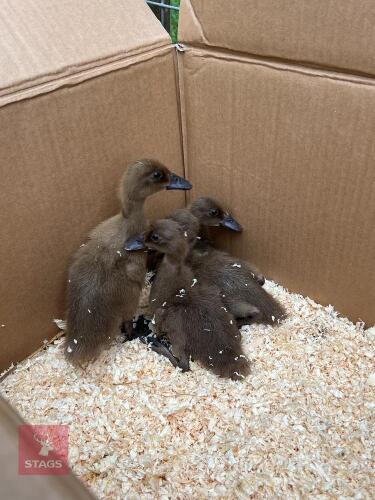 4 FEMALE KHAKI CAMPBELL DUCKLINGS BIDS PER LIFE
