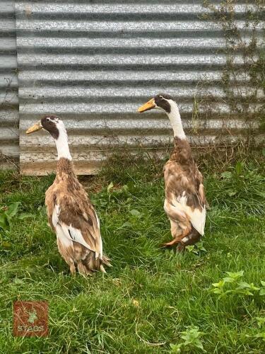 PAIR FAWN & WHIITE INDIAN RUNNER DUCKS BIDS PER LIFE