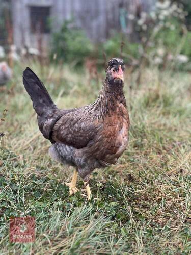 PAIR OF CREAM CRESTED LEGBARS BIDS PER LFIE