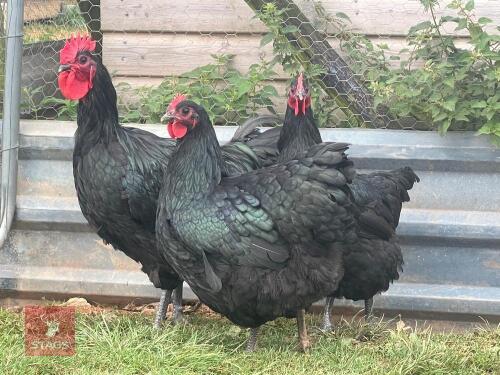 TRIO OF BLACK AUSTRALORP LARGE FOWL BIDS PER LIFE