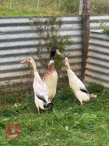 TRIO OF SILVER INDIAN RUNNER DUCKS BIDS PER LIFE