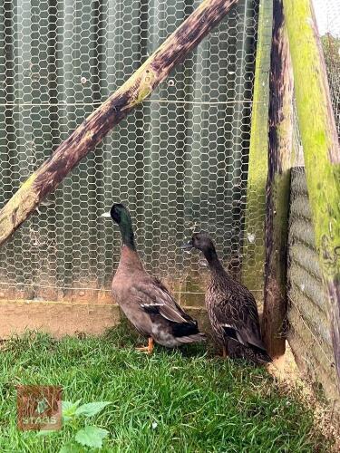 PAIR OF PUREBRED DARK CAMPBELL DUCKS BIDS PER LIFE