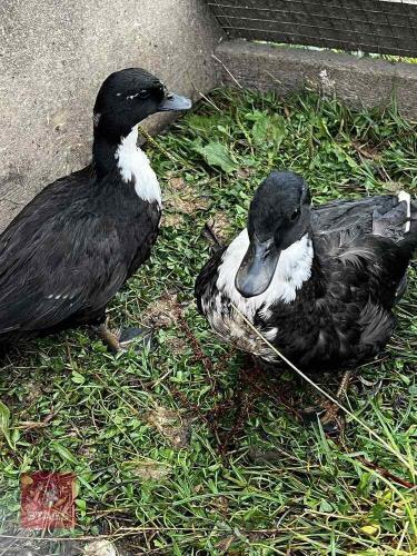 PAIR OF PUREBRED BLACK BIBBED CALL DUCKS BIDS PER LFIE