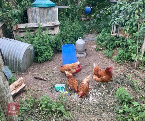 5 X ISA BROWN PUREBRED LAYING HENS BIDS PER LFIE