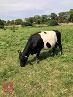 GALLOWAY X COW & CHAROLAIS X CALF AT FOOT BIDS FOR THE GROUP