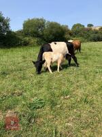 GALLOWAY X COW & CHAROLAIS X CALF AT FOOT BIDS FOR THE GROUP - 3