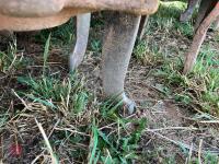 2005 KUHN POWER HARROW/DRILL COMBINATION - 40