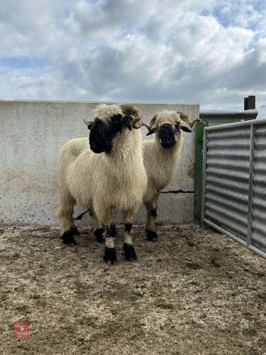 2 VALAIS BLACKNOSE 6T EWES BIDS PER LIFE