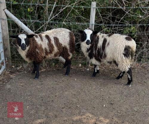 2 VALAIS X JACOB EWE LAMBS BIDS PER LIFE