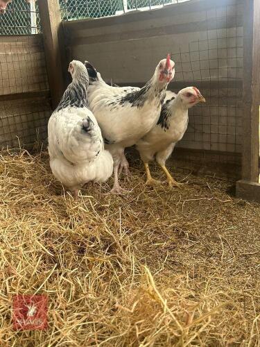 3 X LIGHT SUSSEX PUREBRED CHICKENS BIDS PER LIFE