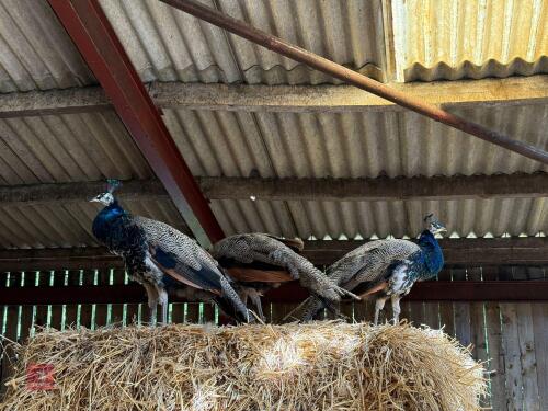 3 X 1YO PEACOCKS BIDS PER LIFE