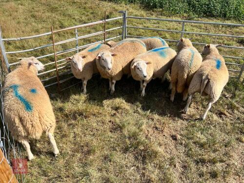 7 CHAROLAIS X RAM LAMBS BIDS PER LIFE