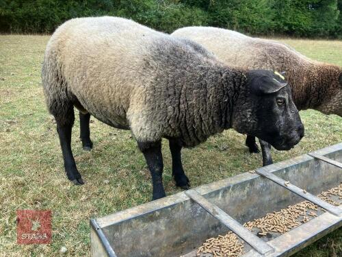 PUREBRED BLUE TEXEL 2T RAM