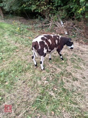 DUTCH SPOTTED 2T RAM