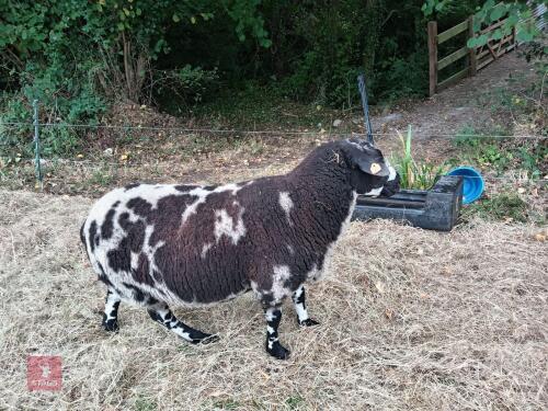 PEDIGREE DUTCH SPOTTED 2T RAM