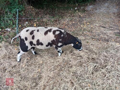 PEDIGREE DUTCH SPOTTED 2T RAM