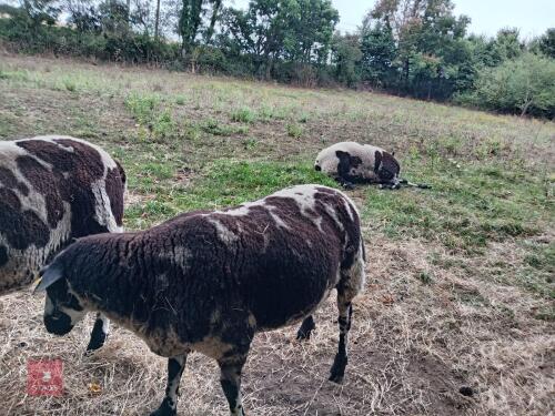 PEDIGREE DUTCH SPOTTED 2T RAM