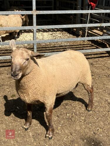 SUFFOLK X BERRICHON SHEARLING RAM