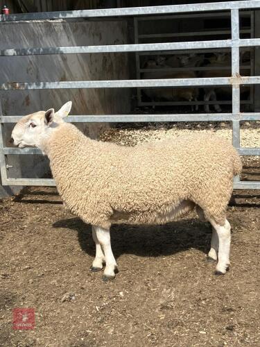 BFL X CHEVIOT SHEARLING RAM