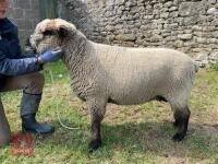 2YO PEDIGREE COLOURED RYELAND EWE