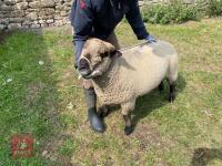 2YO PEDIGREE COLOURED RYELAND EWE - 2