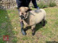 2YO PEDIGREE COLOURED RYELAND EWE - 3