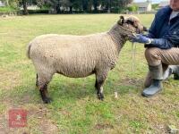 2YO PEDIGREE COLOURED RYELAND EWE